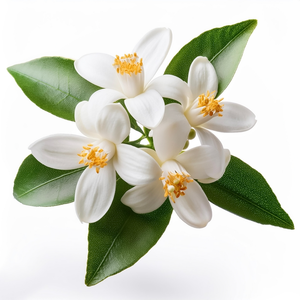 Orange blossom